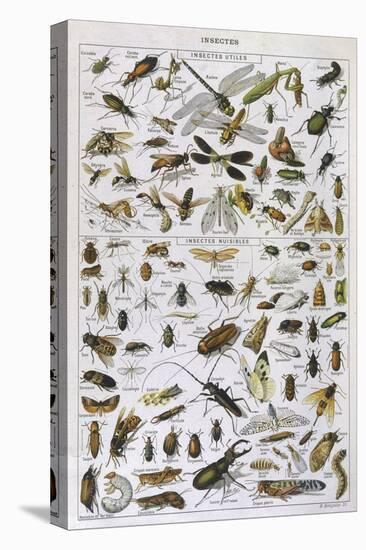 Insects Divided into Their Two Kinds Useful and Harmful-null-Stretched Canvas