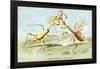 Insects: Empusa Gonaylodes and E. Lobines-James Duncan-Framed Art Print