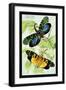 Insects: Fulgora Candelaria and F. Maculata-James Duncan-Framed Art Print