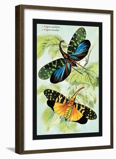 Insects: Fulgora Candelaria and F. Maculata-James Duncan-Framed Art Print