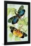 Insects: Fulgora Candelaria and F. Maculata-James Duncan-Framed Art Print