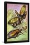 Insects: Fulgora Laternaria and F. Castresii-James Duncan-Framed Stretched Canvas