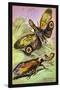 Insects: Fulgora Laternaria and F. Castresii-James Duncan-Stretched Canvas