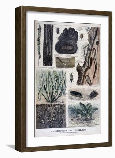 Insects Harmful to Furs, 1897-F Meaulle-Framed Giclee Print