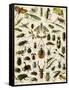 Insects, Including Beetles-null-Framed Stretched Canvas