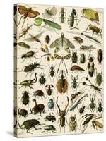 Insects, Including Beetles-null-Stretched Canvas