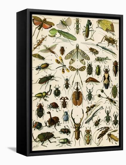 Insects, Including Beetles-null-Framed Stretched Canvas