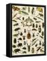 Insects, Including Beetles-null-Framed Stretched Canvas