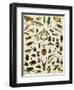 Insects, Including Beetles-null-Framed Giclee Print