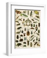 Insects, Including Beetles-null-Framed Giclee Print