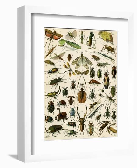 Insects, Including Beetles-null-Framed Giclee Print