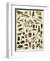 Insects, Including Beetles-null-Framed Giclee Print