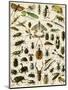 Insects, Including Beetles-null-Mounted Giclee Print