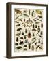 Insects, Including Beetles-null-Framed Giclee Print