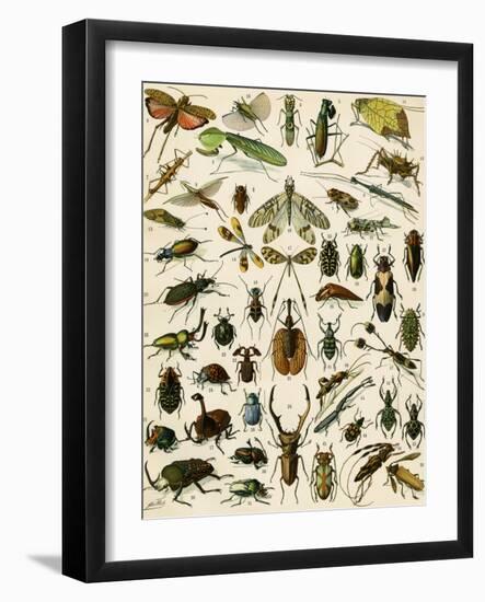 Insects, Including Beetles-null-Framed Giclee Print