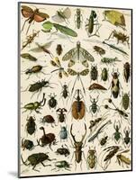 Insects, Including Beetles-null-Mounted Giclee Print