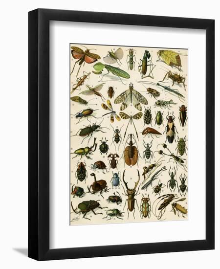 Insects, Including Beetles-null-Framed Premium Giclee Print