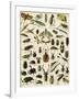 Insects, Including Beetles-null-Framed Giclee Print