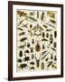 Insects, Including Beetles-null-Framed Giclee Print