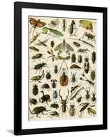 Insects, Including Beetles-null-Framed Giclee Print