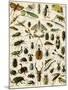 Insects, Including Beetles-null-Mounted Giclee Print