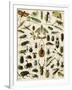 Insects, Including Beetles-null-Framed Giclee Print