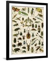 Insects, Including Beetles-null-Framed Giclee Print