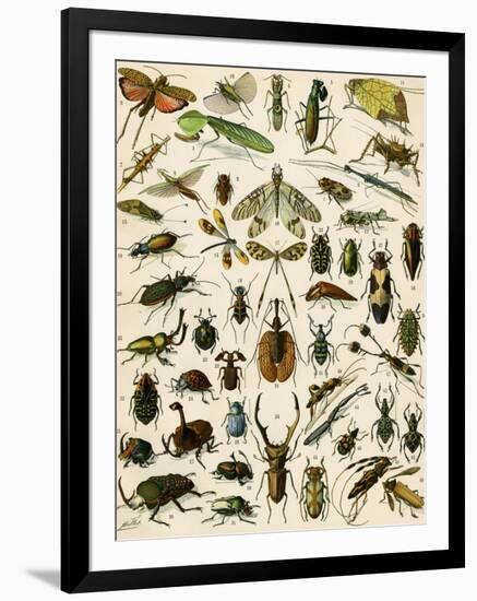 Insects, Including Beetles-null-Framed Giclee Print