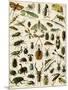 Insects, Including Beetles-null-Mounted Giclee Print
