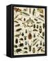 Insects, Including Beetles-null-Framed Stretched Canvas