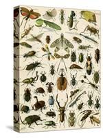 Insects, Including Beetles-null-Stretched Canvas