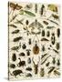 Insects, Including Beetles-null-Stretched Canvas