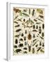 Insects, Including Beetles-null-Framed Giclee Print