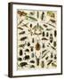 Insects, Including Beetles-null-Framed Giclee Print