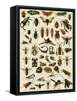 Insects, Including Flies-null-Framed Stretched Canvas