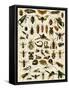 Insects, Including Flies-null-Framed Stretched Canvas