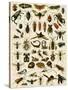 Insects, Including Flies-null-Stretched Canvas