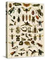 Insects, Including Flies-null-Stretched Canvas