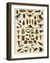 Insects, Including Flies-null-Framed Giclee Print