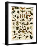 Insects, Including Flies-null-Framed Giclee Print