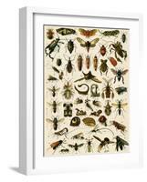 Insects, Including Flies-null-Framed Giclee Print