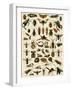 Insects, Including Flies-null-Framed Giclee Print