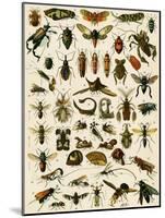 Insects, Including Flies-null-Mounted Giclee Print