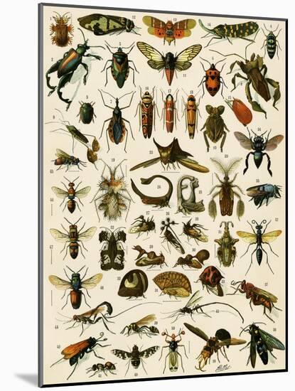 Insects, Including Flies-null-Mounted Giclee Print