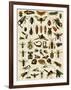 Insects, Including Flies-null-Framed Giclee Print