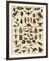 Insects, Including Flies-null-Framed Giclee Print