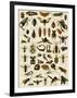 Insects, Including Flies-null-Framed Giclee Print