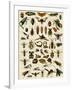 Insects, Including Flies-null-Framed Giclee Print