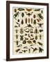 Insects, Including Flies-null-Framed Giclee Print