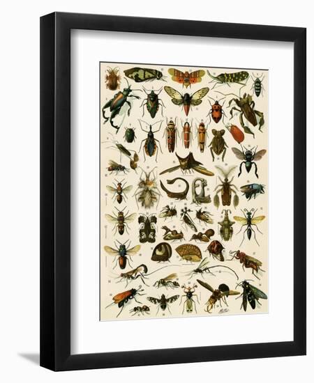 Insects, Including Flies-null-Framed Premium Giclee Print